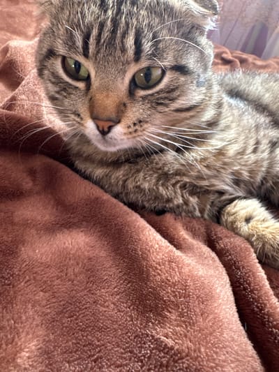 This media file shows a close-up, overhead view of a tabby cat resting on a soft, brown blanket. The cat is lying on its side, facing the camera, with its head tilted slightly. Its green eyes are open and looking directly at the viewer, with a calm and relaxed expression. The cat has distinctive tabby markings on its fur, including stripes and swirls of gray, brown, and black. Its white whiskers are prominent and extend outwards. The brown blanket is textured and appears plush and warm, suggesting a comfortable resting place. The lighting suggests it is daytime, likely indoors. There is no visible text in the image. The scene conveys a sense of comfort and domestic tranquility, with the cat appearing content and at ease in its environment. The location context is Heniivka, Ukraine.