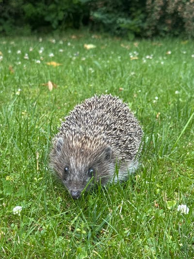 The image shows a European hedgehog in a grassy area, likely a garden or park, given the presence of manicured grass and some low-lying foliage on the left side of the frame. The hedgehog is positioned in the center-right of the image, partially obscured by blades of grass. Its quills are visible, displaying a pattern of brown and white. The hedgehog's face is turned towards the right, with its dark eyes and snout clearly discernible.
The setting appears to be outdoors during daylight, suggested by the bright lighting and the natural green hues of the grass. The grass is relatively short and appears well-maintained, with some small white flowers scattered throughout. The overall impression is one of a peaceful, natural environment. The image was captured in Carnikava, Latvia. There is no visible text in the image.
