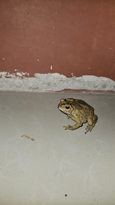 A toad clings to a wall in a room in Cam Đức, Vietnam. The wall is off-white with two brown stains towards the bottom right. The wall to the left is brown with a chipped white border. The toad is brown with textured skin and is oriented diagonally on the wall. The toad is facing the camera.