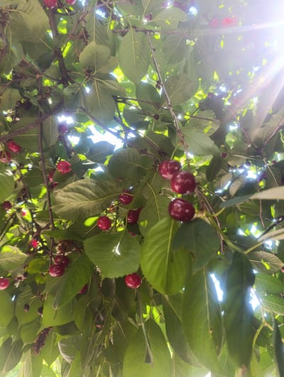 This media file depicts a close-up view of a cherry tree laden with ripe, red cherries. The subjects are the cherries themselves, hanging from branches amidst lush green leaves. The scene is outdoors, suggesting a natural setting. The activity is the natural ripening and display of fruit on a tree.
Notable details include the bright sunlight filtering through the leaves, creating lens flares and highlighting the vibrant red of the cherries. The time of day appears to be daytime, likely late morning or early afternoon, given the intensity of the sun. The weather seems to be sunny and clear. While specific location cues are absent, the prompt provides context that this was taken in Soroca, Moldova. There are no visible people or text in the image. The overall mood evoked is one of natural abundance and the beauty of a sun-drenched summer day. The cherries are the focal point, their glossy surfaces reflecting the light, and their deep red color indicating ripeness and readiness to be harvested.