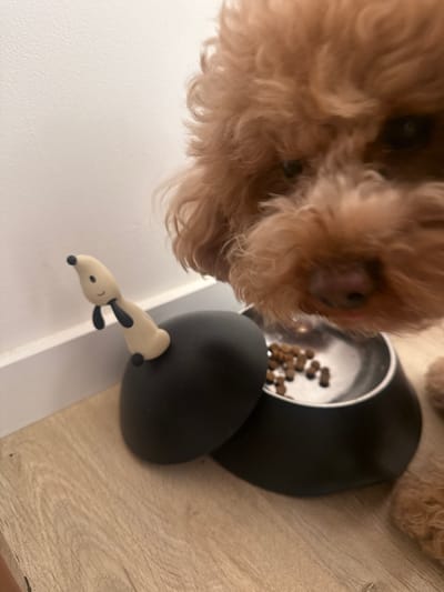 A close-up shot shows a brown, fluffy dog eating from a black, two-part dog bowl containing brown kibble. A Snoopy figurine is attached to the side of the bowl. The location appears to be indoors with a white wall and light-colored wooden flooring. It's difficult to pinpoint the exact location in Vila Nova de Gaia without further context or clues within the image.