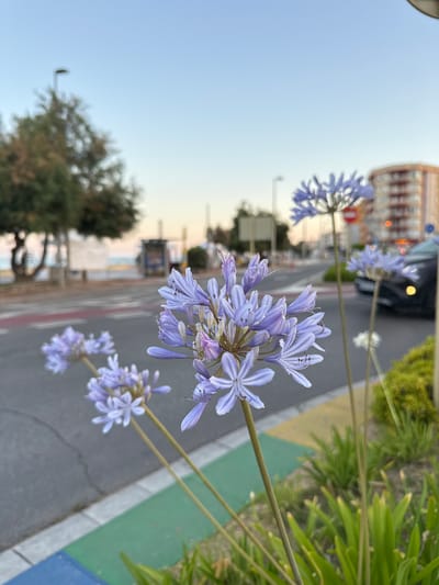 The image shows a cluster of light purple Agapanthus flowers in the foreground. The flowers are in bloom and appear delicate and airy. They are arranged on tall, slender stalks, with some of the flowers in focus and others slightly blurred.
In the background, a street scene is visible. There is a road with painted lines, a sidewalk with colored sections (yellow, green, and blue), and some green foliage. Beyond the sidewalk, buildings can be seen, some appearing to be apartments with balconies. A car is also parked on the side of the road. In the distance, the blurred outline of trees and what could be a beach or promenade is visible.
The lighting suggests it is either early morning or late afternoon, with a soft, diffused light bathing the scene. The sky is a clear, pale blue, indicating fair weather. The overall mood is serene and peaceful, with the flowers adding a touch of natural beauty to the urban environment. There are no people clearly visible in the image. The location context provided is Blanes, Spain.