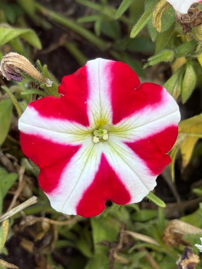 A close-up, overhead shot shows a red and white striped petunia flower in bloom. The flower's center is a light green, with yellow stamens visible. The petals are a bright red with white stripes radiating from the center. Surrounding the flower are blurred green leaves and brown, dried plant matter. The image appears to be taken outdoors, possibly in a garden. There is no indication of the specific location within Irpin, Ukraine.