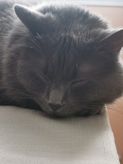 The image is a close-up, overhead shot of a sleeping grey cat. The cat is lying on a textured, light-colored surface, possibly a cushion or a blanket. The cat's eyes are closed, and its head is resting on its paws. The background is out of focus, showing a hint of a warm, peachy-toned wall and a bright light source, suggesting it is daytime and the cat is indoors. The cat's fur is short and appears soft. The lighting creates subtle shadows and highlights on the cat's face and fur.
There is no information in the image that would indicate its location in Saint-Jean-sur-Richelieu, Canada.