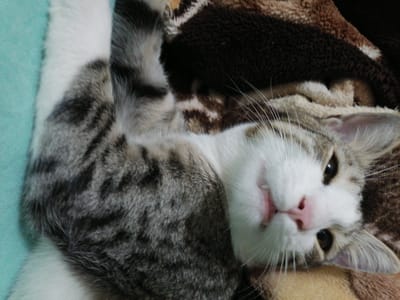 This is a close-up, low-angle, portrait photograph of a domestic cat lying on its back. The cat has tabby markings in gray and black on its back and tail, with a white chest and belly. Its head is tilted, and its eyes are open, looking towards the camera. The cat's mouth is slightly open, revealing its pink tongue. The cat is resting on a soft, textured blanket, part of which is a dark brown color with a patterned design, and another part is a lighter tan color. The background includes a teal-colored surface, possibly a cushion or fabric. The lighting appears to be indoor, with no strong shadows, suggesting it could be daytime or a well-lit room. The overall impression is one of comfort and relaxation. The image does not contain any visible text.