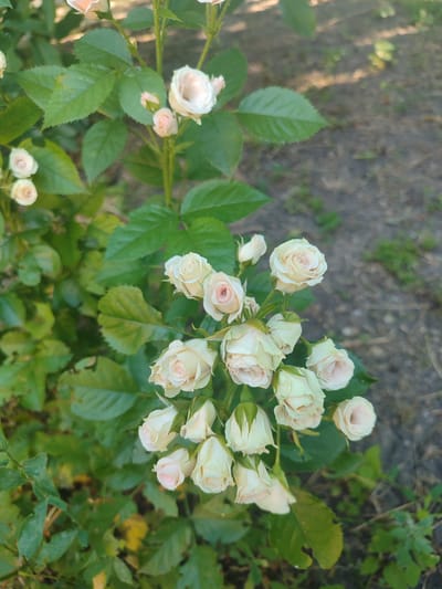 In Novosamarka, Ukraine, a cluster of pale pink roses is captured in a close-up shot, with their delicate petals unfurling. The roses, some fully bloomed and others still in bud, are arranged on a green stem, surrounded by lush green foliage. The background is softly blurred, revealing the muted tones of the earth and sparse vegetation, hinting at a natural setting, likely a garden or park within the city. The lighting suggests it's either early morning or late afternoon, casting a gentle glow on the scene.