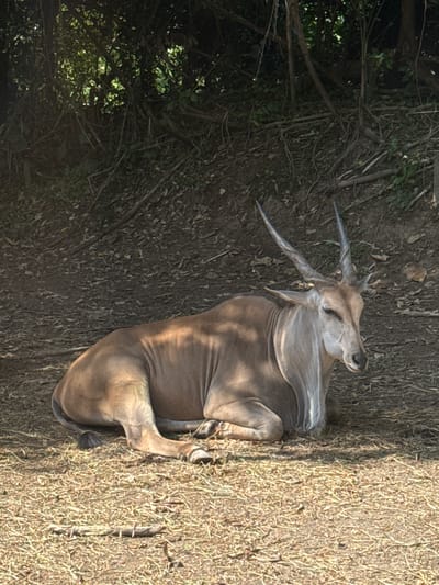 A large, light brown antelope with long, spiraling horns rests on dry grass under the shade of trees. The antelope is lying down, with its front legs tucked beneath its body and its hind legs extended. Its head is turned to the right, and its eyes are partially closed. The background consists of a slope covered in dry leaves and branches, with dense foliage forming a dark canopy overhead. The scene is set in a natural environment, likely a wildlife enclosure or park.