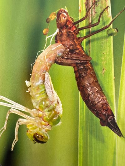 This close-up macro photograph captures the molting process of a dragonfly. The scene is set on a vibrant green leaf, likely in a natural aquatic or semi-aquatic environment given the dragonfly's habitat.

The primary subjects are two stages of the dragonfly's life: the shed exoskeleton and the newly emerged nymph. The brown, hardened exoskeleton, which the dragonfly has outgrown, is positioned above and to the left, still attached by delicate threads. It is elongated and segmented, showing the distinct shape of the adult dragonfly's abdomen and thorax. Emerging from the bottom of the exoskeleton is the lighter, translucent green nymph. This nymph is in the process of extricating itself, with its delicate legs and wing buds visible. Its large compound eyes are a prominent feature, and its body is still soft and pliable.

The activity depicted is molting, a crucial stage in an insect's metamorphosis where it sheds its exoskeleton to grow. The image freezes this moment of transformation. The lighting appears to be natural daylight, suggesting the process is occurring during the day. There are no visible human figures, text, or explicit indicators of time of day or weather conditions beyond the natural lighting. The background is a soft, blurred green, emphasizing the subjects and the natural setting. The image's focus is entirely on the biological event, highlighting the intricate details of the dragonfly's anatomy during this vulnerable phase. The location context of Gandia, Spain, suggests this scene could be found near the coast or in the region's natural wetlands or river systems.