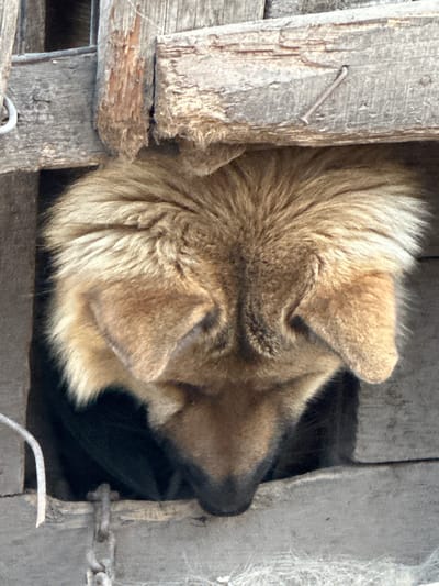 A close-up, low-angle shot captures the head and upper torso of a large, fluffy dog emerging from an opening in a weathered wooden structure. The dog has dense, golden-brown fur that appears somewhat disheveled, with prominent ears that are partially visible. Its head is bowed, and the dog's face is largely obscured, with only the snout and some facial fur discernible. The wooden structure is rough-hewn and appears aged, with visible grain, cracks, and a nail protruding from one of the boards. A dark, shadowed interior is visible behind the dog. A metal chain hangs from the bottom edge of the frame, to the left of the dog. The setting appears to be outdoors, possibly a kennel or enclosure, in the city of Tobyl, Kazakhstan.