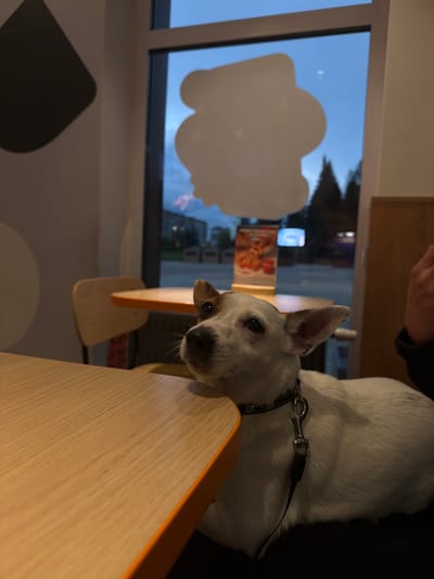 A medium shot captures a small white dog with brown markings on its head and ears, wearing a black collar and leash, resting its chin on the edge of a light-colored wooden table. The dog is seated indoors, near a large window that overlooks a dimly lit outdoor scene. The sky outside is a dusky blue, with hints of twilight. Silhouettes of trees and buildings are visible in the distance. Inside, part of another table and a chair are visible, along with a wall decoration that appears to be a white abstract shape. A person's hand and arm are partially visible in the upper right corner of the frame. The lighting suggests it is evening. The scene appears to be a casual indoor setting, possibly a cafe or restaurant. There is no specific indication of the location being Chusovoy, Russia, beyond the prompt's instruction.