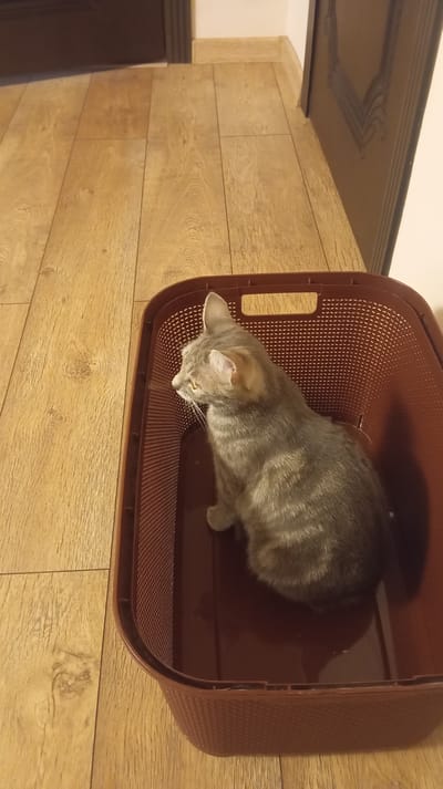 A grey tabby cat is sitting inside a brown plastic laundry basket. The cat is facing left and looking out of the basket. The basket is placed on a wooden floor. The floorboards are oriented horizontally in the image. In the background, a dark brown door is visible on the right side of the image, and a lighter brown door or wall is visible on the left. The scene appears to be indoors. This scene is not in Baksan, Russia.