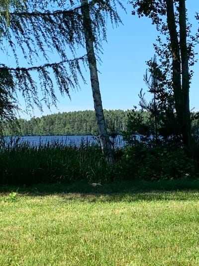 An outdoor, eye-level, medium shot captures a serene natural landscape under a clear blue sky. In the foreground, a well-maintained green lawn stretches across the bottom of the frame, showing patches of lighter and darker green hues due to varying sunlight. Towards the middle ground, tall, dense green reeds and grasses line the edge of a calm, deep blue body of water. Beyond the reeds, a thick forest of various shades of green trees forms a verdant backdrop against the horizon. Several tree trunks, characterized by their light bark and textured surfaces, are visible on the left and right sides of the image. Thin, delicate branches adorned with small green leaves hang down from the top left, creating a natural canopy. The overall scene evokes a peaceful, natural environment, possibly a park or a lakeside area. This image is located in Navapolatsk, Belarus.