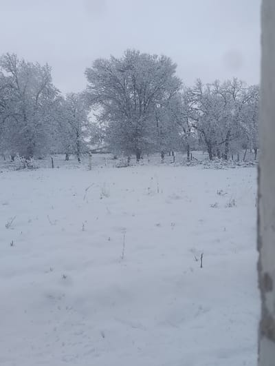 The image depicts an outdoor, snow-covered landscape located in the city of Gallakor, Uzbekistan. The foreground consists of an open field entirely covered in a layer of undisturbed white snow. Sparse, thin, dry plant stalks and twigs protrude vertically from the snow at various points across this field. Indistinct small depressions or tracks are visible in the snow in the lower-left quadrant. A pale, vertical structure, likely a section of a wall or pillar, frames the extreme right edge of the image.
In the midground, a dense line of deciduous trees extends horizontally across the frame. These trees are heavily laden with a thick coating of snow or hoarfrost on their branches, creating a uniformly white appearance against the lighter sky. Their bare branches indicate a winter season. Beneath the trees, a simple, low fence constructed from thin posts and wires is discernible. Beyond this fence, faint, darker shapes suggest distant vegetation or structures, obscured by the weather conditions. The background is dominated by a uniformly light gray, overcast sky, indicative of diffused natural lighting. No individuals or specific actions are observed within the scene.