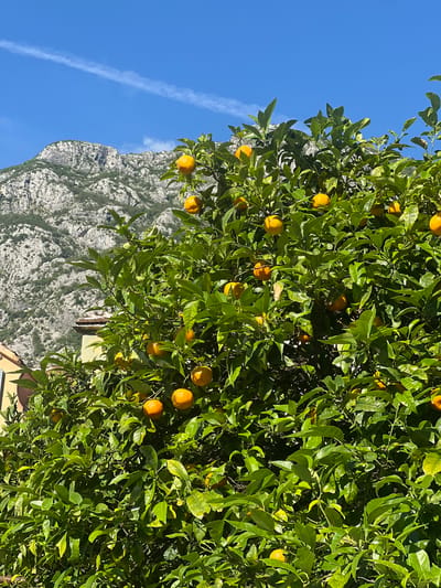 This image presents a scene in Dobrota, Montenegro, primarily focused on a vibrant orange tree under a clear sky. The central and right portions of the frame are dominated by a dense orange tree, characterized by numerous dark green, ovate leaves. Scattered throughout the foliage are multiple spherical oranges, exhibiting various stages of ripeness from greenish-yellow to bright orange.

In the upper-left and central-left background, a rugged mountain range is visible. The mountains display grey and white rocky textures, with intermittent patches of sparse green vegetation. The sky above is a vivid blue, traversed diagonally by a distinct white aircraft contrail extending from left to right. A small, wispy white cloud is also present in the upper sky.

In the lower-left and mid-left areas, partially obscured by the tree, are elements of human construction. A building with light-colored walls and a terracotta-tiled roof is discernible. The scene is illuminated by strong, direct sunlight, creating bright highlights on the leaves and fruits. No individuals, animals, or specific actions are depicted.