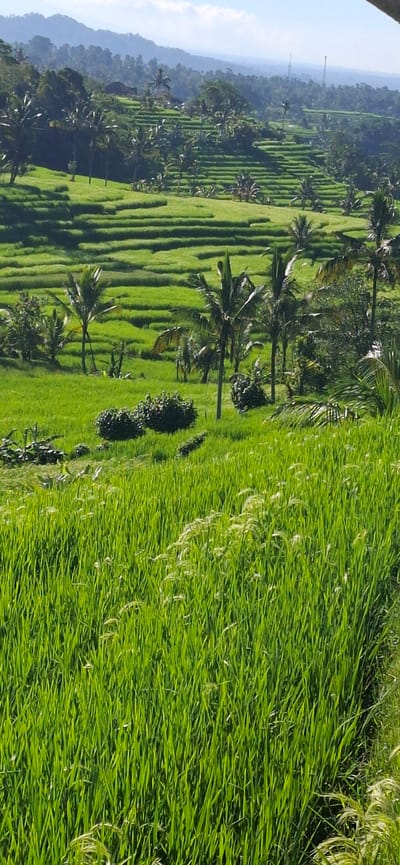 The image depicts the lush, green rice terraces characteristic of Penebel, Indonesia. The landscape is dominated by tiered paddy fields, interspersed with coconut palm trees and other vegetation. In the background, a hazy mountain range is visible under a pale blue sky. The perspective is a close-up view of the rice fields, showcasing the individual blades of rice swaying slightly in the wind, creating a textured surface. There are no people visible. The scene appears to be a rural, agricultural area, focusing on the natural beauty of the rice terraces.