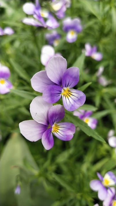 In a garden in Leninskoye, Russia, two vibrant purple and white pansies dominate the foreground. The flowers are in sharp focus, revealing delicate yellow markings and dark purple veins on their petals. The background is a soft blur of green foliage and other partially visible purple and white pansies, suggesting a lush floral display. The lighting appears natural, likely from daylight, casting a gentle glow on the petals.