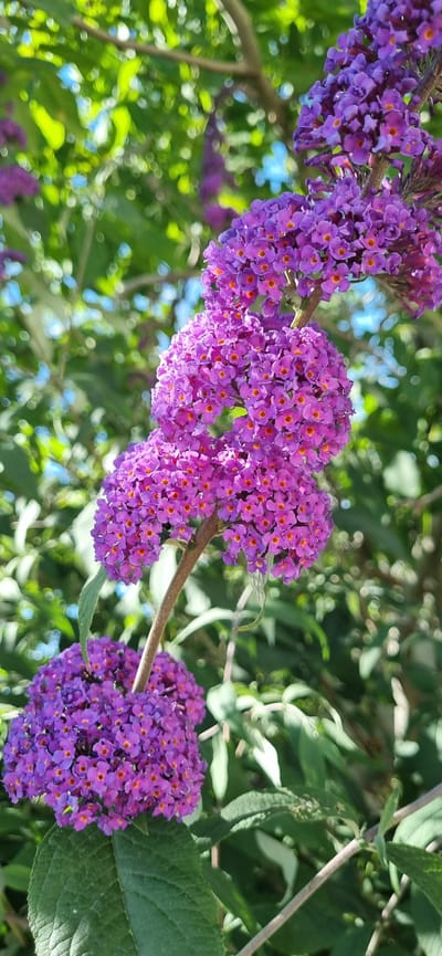 This is a close-up, vertical, medium shot of a flowering plant with clusters of small, deep purple flowers with orange centers. The flowers are arranged in conical or panicle-like clusters on thin branches. The background is blurred and consists of green leaves and branches, with some patches of bright blue sky visible through the foliage. The image appears to have been taken outdoors in natural light, likely in a garden or park setting. The scene is serene and focuses on the intricate details of the blossoms. There are no people or animals visible in the image. The location is identified as Blizhnee, Ukraine, though no specific urban context is evident from the image itself.