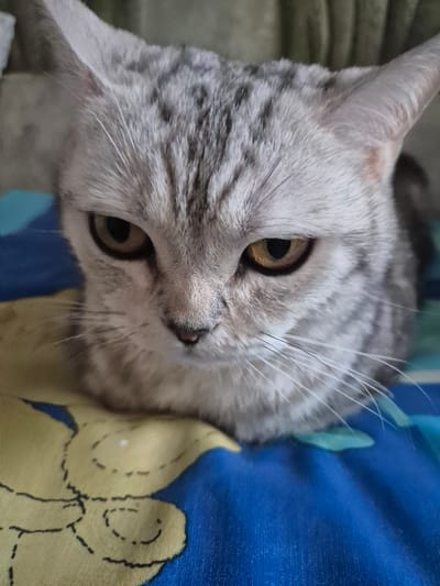 The media file is a close-up, high-angle shot of a grey tabby cat's face. The cat has large, round yellow-green eyes with dark pupils and prominent white whiskers. Its fur is a mix of grey and black stripes, with lighter fur around its muzzle and eyes. The cat's ears are visible, with a small reddish mark on its left ear. The cat is positioned on a blue fabric with a yellow design that appears to be a stylized flower or sun. The background is out of focus, showing a textured surface that could be a blanket or furniture. The lighting suggests it is daytime, possibly indoors. The cat's gaze is directed towards the camera, and its expression appears calm and alert. There is no visible text in the image. The location context provided is Sozonivka, Ukraine, but there are no specific visual cues within the image that confirm this location.