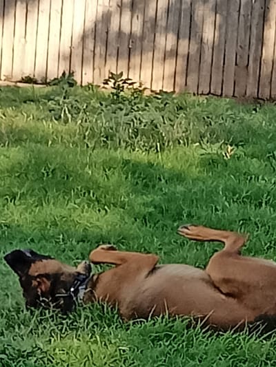 In an outdoor grassy area, a brown dog with black markings on its face is lying on its back in the grass, with its legs extended upwards. The dog is wearing a black collar. A wooden fence is visible in the background. The image appears to be taken during daylight hours. The location is not specified within the city of Amarillo, United States of America.