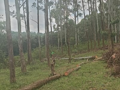 The image depicts a logging site within the Moticho ward, Kenya, characterized by tall, thin trees, presumably eucalyptus, dominating the scene. Several trees have been felled, with logs lying on the grassy ground. Visible tree stumps and exposed roots indicate recent deforestation activity. A man in a neon yellow vest can be seen working in the background. A green object sits on top of a stump in the foreground. The sky is overcast.