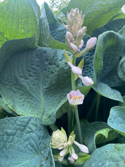 This is a close-up, overhead shot of a hosta plant in Pointe-Claire, Canada. The hosta has large, deep green, textured leaves, some of which are covered in water droplets, suggesting recent rain or dew. Several hosta flower stalks are visible, bearing clusters of buds and a few open, pale lavender flowers with yellow stamens. The lighting is soft, indicating it could be early morning or a cloudy day. The scene is natural, focusing on the plant's foliage and blooms. There are no people or visible text in the image.