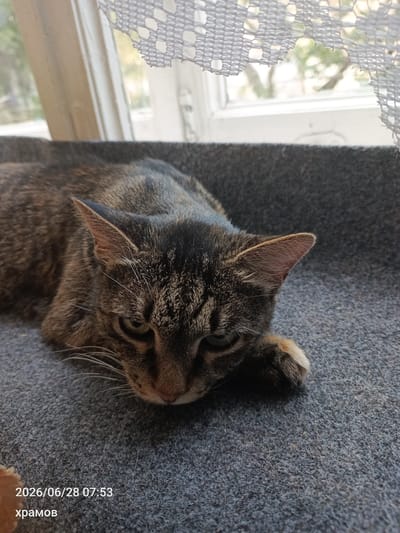 A tabby cat is lying on a gray carpeted surface, possibly a window sill, with its head resting on its paws. The cat has green eyes and is looking downwards. In the background, a window is visible with a white lace curtain. The date and time stamp "2026/06/28 07:53" and the text "храмов" are overlaid on the lower left of the image. The scene appears to be indoors, with natural light coming from the window.