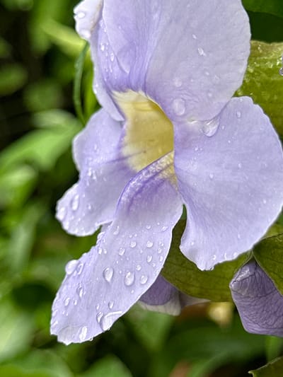 A close-up, eye-level shot focuses on a delicate, lavender-hued flower with yellow accents at its center. The flower's petals are adorned with numerous small water droplets, indicating recent rainfall. The background is a soft blur of lush green foliage, typical of the tropical environment found in Peleana, Sri Lanka. The image captures the intricate details of the flower and its glistening water droplets against a verdant backdrop.