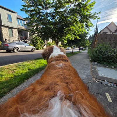 An outdoor, eye-level, medium shot captures a Bernese Mountain Dog walking on a sidewalk in a suburban neighborhood in Portland, Oregon, United States of America. The dog, facing away from the camera, occupies the foreground and fills the lower half of the frame with its large, shaggy, brown and white coat. The dog's back and hindquarters are in sharp focus. Beyond the dog, a concrete sidewalk extends into the mid-ground, bordered on the left by a strip of vibrant green grass and on the right by a weathered wooden fence and dense green bushes.

The street runs parallel to the sidewalk, with a silver sedan parked on the left side of the road. A person, wearing a black t-shirt, stands near the car, facing away from the camera. Houses with modern architecture, featuring grey siding and stone accents, are visible on the left side of the street, nestled amongst lush green trees. Further down the street, other houses and more trees line the sidewalk. The sky above is a clear blue, with a few wispy clouds illuminated by the bright sunlight, indicating it is daytime. The overall scene depicts a tranquil, sunny day in a residential area.