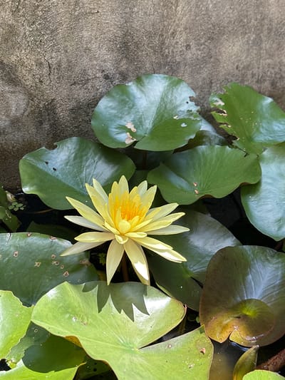 A vibrant yellow water lily blooms among its large, green lily pads in a pond. The lily pads are varied in color, with some showing hints of brown and red, and several have small holes and imperfections. The water's surface is visible in some areas between the pads, reflecting the light. To the left of the pond, a textured, grey concrete surface is visible, suggesting a man-made edge to the pond. The lighting indicates it is daytime, with sunlight casting shadows on the lily pads and highlighting the delicate petals of the flower. The scene appears tranquil and natural, set within a location in Thôn 5, Vietnam. There is no visible text in the image.