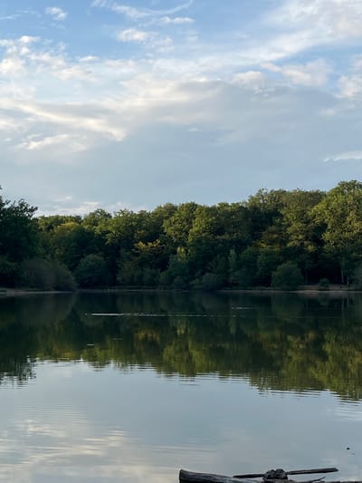 The image depicts a serene lake at dusk in Sonchamp, France. The calm surface of the water perfectly mirrors the lush green trees that line the opposite bank, creating a symmetrical and tranquil scene. The sky above is a soft blue, dotted with wispy white clouds that are beginning to glow with the warm hues of sunset. A few pieces of driftwood are visible at the bottom of the frame, hinting at the natural, undisturbed state of the environment. The overall atmosphere is one of peaceful solitude and natural beauty.