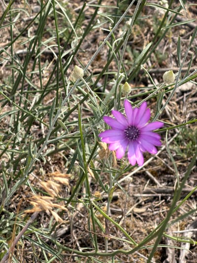 The image shows a close-up view of a single purple flower blooming amongst dry grass and thin green stems. The flower has multiple delicate, elongated petals radiating from a dark, textured center. Two unopened flower buds, pale yellow or cream in color, are visible on stems to the left of the main bloom. The background consists of dried, brown vegetation and other green stems, suggesting a natural, possibly arid environment. The lighting appears to be natural sunlight, casting subtle shadows and highlighting the textures of the plants. The overall impression is one of natural beauty found in a wild or uncultivated setting. There is no visible text in the image. The location is identified as Sasyk-Bulak, Kyrgyzstan.