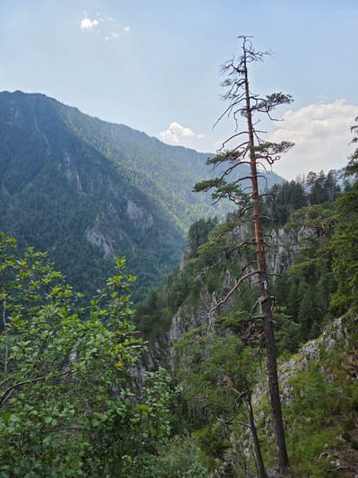 A vertical, medium shot captures a mountainous, forested landscape under a bright, partly cloudy sky. The foreground features lush green foliage, with branches of a deciduous tree bearing small dark berries extending from the left side of the frame. Dominating the mid-ground and right side of the image is a tall, slender, dead pine tree with gnarled branches and sparse needles, its bark a dark brown. Behind it, a steep, rocky slope is covered with a dense evergreen forest. In the background, the expansive, tree-covered slopes of a valley rise steeply, with glimpses of rocky outcrops. The overall scene depicts a natural, rugged environment in the Austrian Alps, likely within the municipality of Landl.