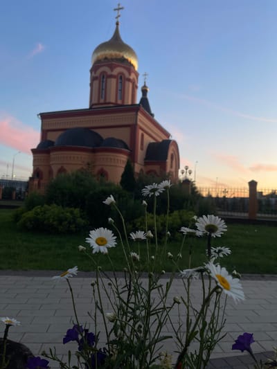 The image shows an exterior view of a Russian Orthodox church with a golden dome and a cross. The church is an ochre color with red accents. Daisies and some purple flowers are in the foreground, with green grass and a paved walkway visible. The sky is clear blue with some soft pink clouds, suggesting it is either sunrise or sunset. The scene appears peaceful and serene. The image is oriented vertically, with the sky and church at the top and bottom respectively. There is no visible text in the image. The location is Shcherbinka, Russia.