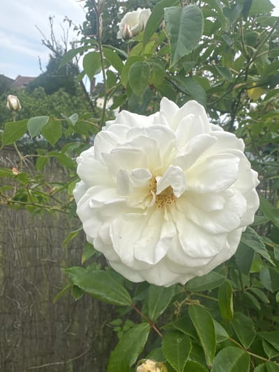 A close-up, slightly rotated image shows a large, fully opened white rose bloom as the primary subject. The rose exhibits numerous petals densely packed together, forming a layered, ruffled appearance. The center of the flower reveals light brown stamen. Green leaves and stems surround the rose, suggesting it is part of a rose bush. In the background, a blurred grey fence is visible. There is a hint of buildings and sky in the very far left, but it's too out of focus to make out much detail. The location, Wattrelos, France, is not discernible from the image itself but is provided as supplementary information. No people, interactions, or actions are depicted in the image.