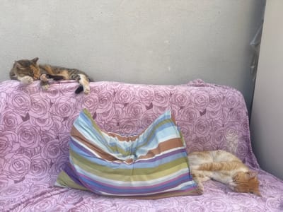 Two cats are sleeping on a pink, rose-patterned blanket outdoors, possibly on a couch or ledge, with a textured grey wall behind them. One cat, a calico, is on the left, with its head resting on its paws and its body stretched out. The second cat, an orange tabby, is on the right, curled up and sleeping, partially obscured by a colorful striped pillow. The location is in Shaar HaNegev Regional Council, Israel.