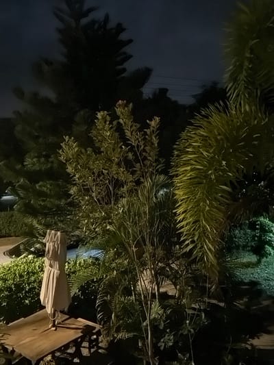 The image depicts an outdoor scene at night, likely in a tropical setting given the presence of palm fronds. The foreground is dominated by lush greenery, with some of the foliage illuminated by an artificial light source, casting shadows and highlighting the textures of the leaves. Among the plants, a closed umbrella, light tan in color, rests on what appears to be a wooden surface, possibly part of an outdoor furniture set. The umbrella's fabric shows some creases, suggesting it has been used or stored.
In the background, the darkness of the night is broken by faint lights and the silhouettes of more vegetation. Some thin wires are visible against a slightly lighter patch of the night sky, suggesting the presence of utility lines. The overall mood is serene and perhaps a bit mysterious due to the low light conditions. The scene appears to be a quiet, possibly residential or resort-like outdoor area in Baan Mae Nam, Thailand, where outdoor furniture is common. There is no discernible activity or event taking place; it seems to be a static depiction of an outdoor space at rest. The weather appears calm, with no indication of rain or strong winds.