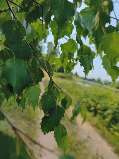 This is a close-up, eye-level shot of green birch leaves on a branch in the foreground. The leaves are sharp and detailed, with visible veins and serrated edges. The branch extends diagonally from the lower left to the mid-right of the frame.
In the background, a dirt path runs through a grassy area, curving to the right and fading into the distance. Beyond the path and grass, a body of water, possibly a pond or small lake, is visible, reflecting the bright sky. The background is out of focus, creating a bokeh effect. The sky is a pale blue with some wispy clouds, suggesting a clear day.
The scene is set in Kyviškės, Lithuania, likely during warmer months given the lush greenery and clear sky. There are no people or animals visible in the image. The overall impression is one of a peaceful, natural setting.