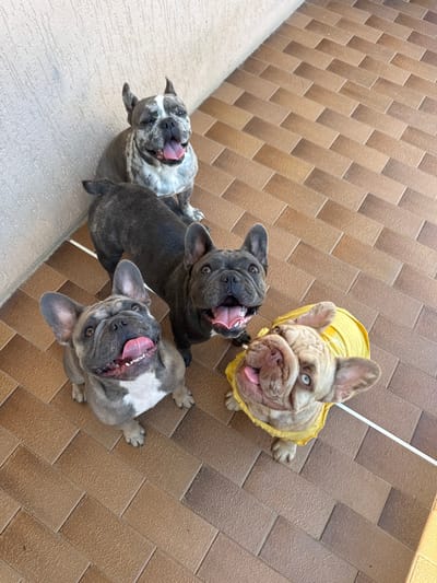 Four French Bulldogs, two in the foreground and two in the background, are posed on a tiled floor. The dog on the far left in the foreground is a fawn-colored French Bulldog wearing a yellow shirt. The dog to its right is a blue French Bulldog with white markings. In the background, a brindle French Bulldog stands with its back to the camera, while another blue merle French Bulldog sits to the left. The dogs are all looking upwards, with their tongues out, suggesting they are interacting with someone or something above them. The floor is made of rectangular brown tiles arranged in a diagonal pattern. A white stripe runs along the edge of the tiles in the foreground. The wall to the left of the dogs is textured and off-white. The scene appears to be outdoors, possibly on a patio or balcony.