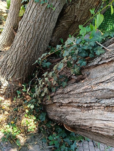 A fallen tree trunk, covered in ivy, rests on the ground. The trunk is thick and old, with rough, textured bark. The ivy is a vibrant green, with broad, lobed leaves. The tree is located in Harmanli, Bulgaria, in a public park or green space, as indicated by the presence of a paved walkway and surrounding vegetation. Sunlight filters through the leaves, creating a dappled effect on the ground. A small, light-colored mushroom is visible growing from the underside of the trunk. There are no people or animals present in the image.