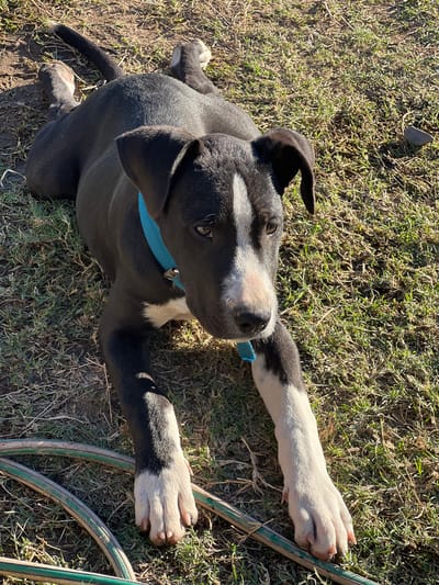 An overhead shot captures a black and white dog, likely a puppy, lying on dry grass in Sumalao, Argentina, under bright daylight. The dog, predominantly black with white markings, stretches out its front paws, one towards the right and the other to the left. It has a white blaze running down its snout, a white chest, and white paws with visible pink claws. A blue collar is worn around its neck.
The dog's head is slightly raised, and its brown eyes are looking upwards and to the left, conveying an attentive or curious expression. The fur appears smooth and short.
The setting is an outdoor area, possibly a yard or field, covered with sparse green and brown grass. A coiled green garden hose is partially visible on the ground to the right of the dog. Strong sunlight creates distinct shadows, indicating a clear, sunny day. A small, light-colored rock is visible in the upper left background. No text is visible in the image.