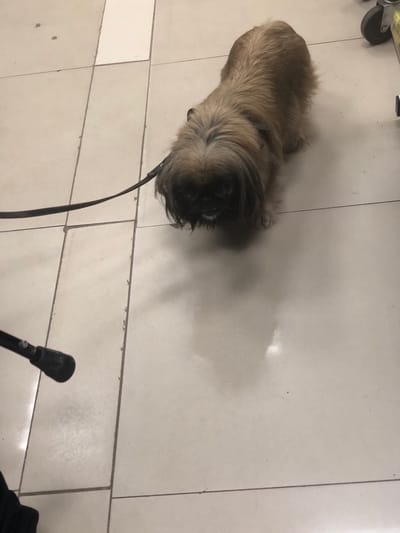 A shaggy, light brown dog with a dark face and a dark leash is standing on a tiled floor. The dog appears to be looking down. A black object, possibly a cane or walker, is visible in the lower left corner of the image. The background consists of light-colored square tiles. There is no visual information in the image to suggest the location of Solikamsk, Russia.