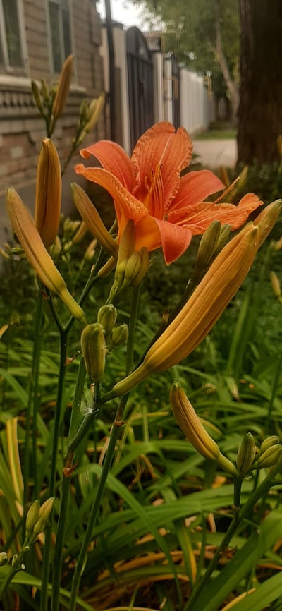 The image shows a close-up view of an orange daylily in bloom, surrounded by several unopened buds. The flower is in the center of the frame, with its delicate petals unfurling. The background is a blur of green foliage, suggesting a garden setting. In the upper left corner, a portion of a brick building is visible, hinting at an urban or suburban environment. The lighting is soft, indicating it might be an overcast day or late afternoon. The overall impression is one of natural beauty and tranquility. The location is identified as Yessentukskaya, Russia.