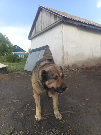 A large, tan and black dog stands in a dirt yard in front of a doghouse. The dog is facing to the right and appears to be looking down. Its fur is thick and shaggy, and it has a dark muzzle and ears. The doghouse is made of wood and metal, and it has a slanted roof. In the background, there is a white building with a wooden gable and a corrugated metal roof. There are also trees and a blue sky with some clouds. The scene appears to be set in a rural area. The time of day appears to be late afternoon or early evening, given the light.