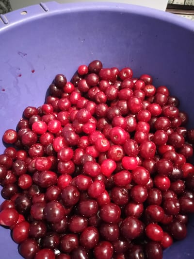 A close-up, overhead shot shows a bounty of dark red cherries piled high in a deep purple bowl. The cherries are plump and glossy, with some reflecting the light to reveal a subtle sheen. They are densely packed, filling the majority of the bowl's frame. The bowl itself has a slightly textured surface and a thick rim. In the upper left corner of the bowl, faint red streaks and droplets suggest that some of the cherries have released their juice, a common occurrence when handling fresh fruit. The background is indistinct, but the overall impression is one of abundance and freshness. The image does not contain any elements that would allow for its specific location in Lykhove, Ukraine, to be identified.