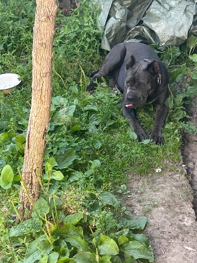 A dark-colored dog, possibly a Cane Corso, lies on its stomach in overgrown grass next to a tree trunk. The dog's head is turned towards the viewer, with its pink tongue sticking out. In the background, a large piece of crumpled green tarp is visible. The environment appears to be an outdoor, unkempt area, possibly a backyard or a field, located in Malyi Trostianets, Ukraine. A white bowl or dish can be seen to the left of the tree trunk, partially obscured by grass. The ground consists of soil and grass.