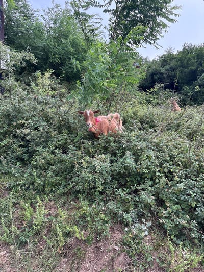 Two goats, one orange and one lighter brown, are partially visible amidst dense green foliage. The orange goat, positioned in the center of the frame, is facing the camera and appears to be wearing a pink collar. The second goat, further back and to the right, is mostly obscured by the undergrowth. The environment consists of overgrown bushes and trees, suggesting a natural or semi-wild area, likely on the outskirts or in a less maintained part of Tivat, Montenegro, given the lush vegetation and the presence of farm animals. The ground is covered with dry grass and soil.