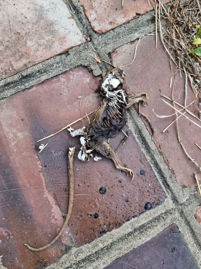 A mummified rodent carcass lies on a brick pathway. The carcass is positioned diagonally, with its head pointing towards the top left and its tail extending towards the bottom left. The rodent's skeleton is visible, particularly the rib cage and skull, indicating significant decomposition. Its fur is matted and dark, and some loose white material, possibly dried tissue or skin fragments, is scattered around the body. The pathway is constructed of reddish-brown bricks, with grey mortar filling the gaps between them. Some dried grass and straw are present on and around the carcass and pathway, suggesting an outdoor environment. The lighting suggests it is daytime. The image does not provide any information about the specific location in Phú Xuân Ward, Vietnam.