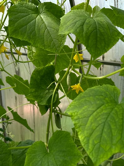 The image shows a close-up view of cucumber plants growing in a greenhouse. The plants have large, green, lobed leaves and thin, twining tendrils. Several small cucumbers are visible, some with yellow flowers attached. The greenhouse structure, with its translucent walls, is visible in the background. The image is undated and its specific location in Chernoistochinsk, Russia is not discernible from the visual content alone. There are no people or animals present in the image.