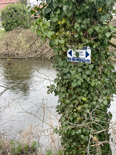 A tree trunk densely covered in dark green ivy occupies the right side of the image, standing adjacent to a body of water. A white rectangular sign is affixed to the ivy-clad trunk, partially obscured by leaves. The sign displays "PÊCHE AUTORISÉE" (Fishing Authorized) in blue capital letters, flanked by two blue arrows pointing left and right, with smaller text visible below. To the left of the tree, a river or canal stretches horizontally, its surface exhibiting numerous ripples. The riverbanks are vegetated with dry, light brown reeds and sparse, leafless tree branches. In the distant background, beyond the water and bare branches, patches of green foliage and a portion of a building with a reddish roof are discernible. The scene is illuminated by diffused, overcast light, suggesting a cloudy day in Holtzheim, France. No individuals or active subjects are visible.
