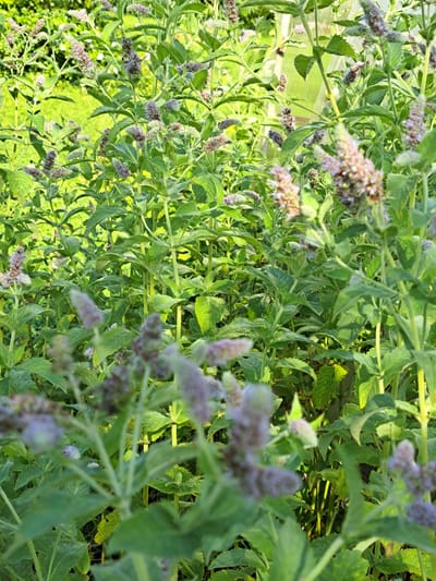 The image depicts a dense patch of mint plants with small, light purple flowers. The plants are lush and green, with many stems and leaves visible. The lighting suggests it is daytime, with sunlight filtering through the foliage. In the background, a portion of a greenhouse or some translucent structure is visible, hinting at a cultivated garden environment. The scene is outdoors, and the overall impression is one of natural growth in a garden setting, possibly in Kalinka, Russia, given the context. There are no people or animals in the frame.